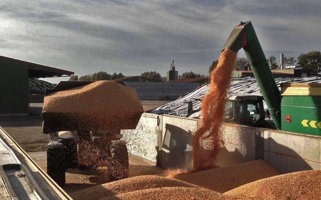 DRY-IN versus Containertrockung