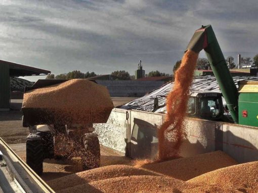 DRY-IN versus Containertrockung